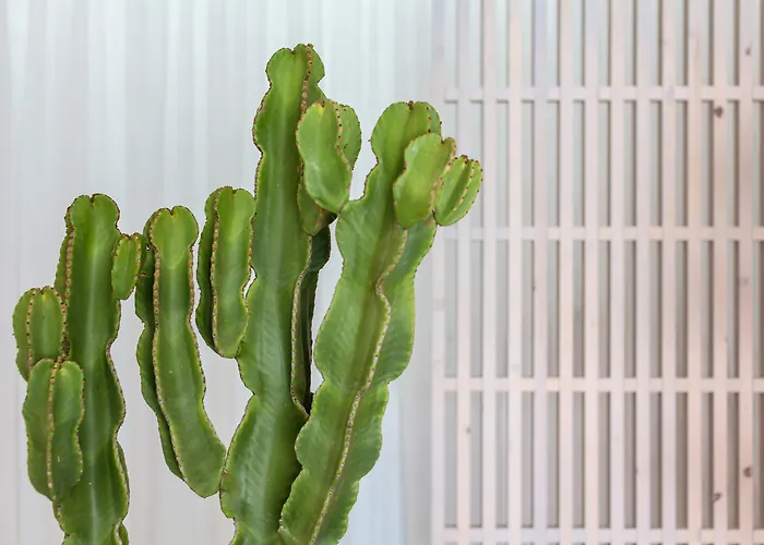 Mykonos Princess אגיוס סטפנוס