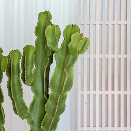 Mykonos Princess アギオス・ステファノス